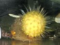 Sea sponge with glass spikes