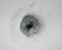 The snout of a seal poking up through an airhole!