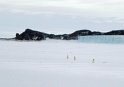 Adelie penguins!