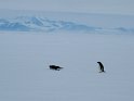 Adelie penguins