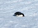 Adelie penguin