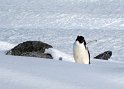 Adelie penguin