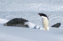 Adelie penguin