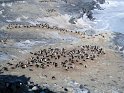 Adelie penguins