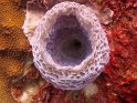 7/14/09: Sponge coral
