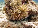 7/14/09: Sea anemone