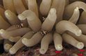 7/15/09: Tiny shrimp in a sea anemone