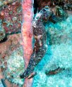 7/16/09: Sea horse clinging to gorgonia coral