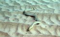 7/16/09: Sharptailed eel