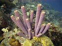 7/17/09: Sponge coral