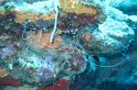 7/17/09: Banded coral shrimp