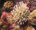 7/17/09: Sea anemone