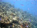 8/1/11: Reef on Grand Cayman