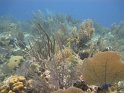 8/5/11: Reef in Little Cayman