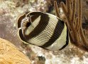 8/5/11: Butterfly fish being cleaned by a goby
