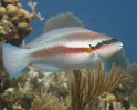8/5/11: Striped parrotfish
