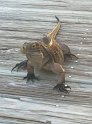 8/6/11: One of the wild iguanas on Little Cayman