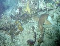 8/20/10: Nurse shark on a night dive