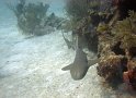 8/21/10: Nurse shark