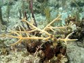 8/21/10: Elk-horn coral