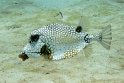 8/21/10: Cow fish