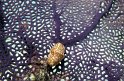 8/21/10: Flamingo tongue shell on a fan coral