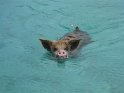 8/24/10: Swimming pigs