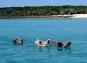 8/24/10: Swimming pigs