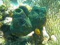 8/25/10: Sponge coral