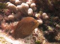 8/25/10: Moray eel