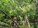 3/22/09: An avocado tree, being harvested by Logan