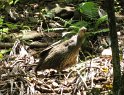 3/22/09: A wild forest hen (not going to win best-in-show!)