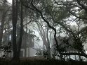 In the trees and fog at Post Ranch Inn